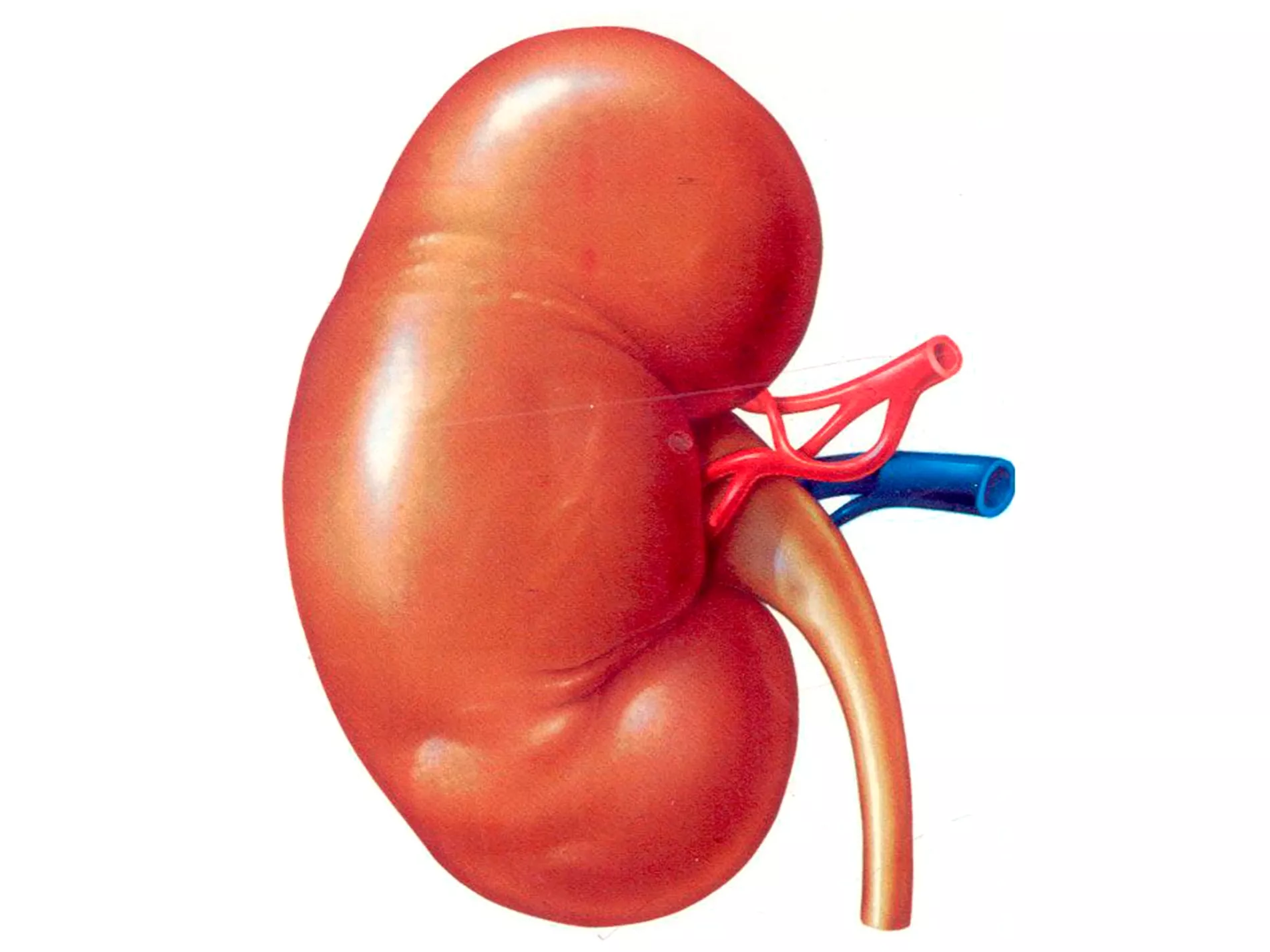 Información sobre cáncer de riñón en el ámbito de la urología oncológica.