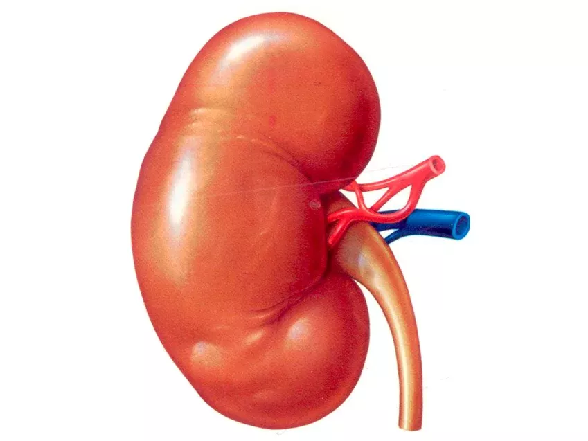 Información sobre cáncer de riñón en el ámbito de la urología oncológica.