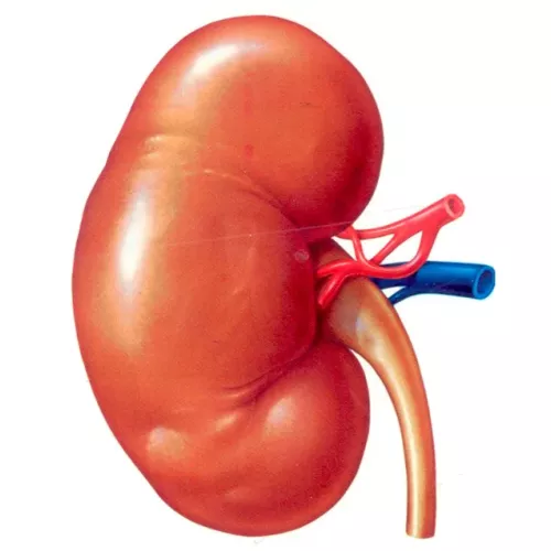 Información sobre cáncer de riñón en el ámbito de la urología oncológica.
