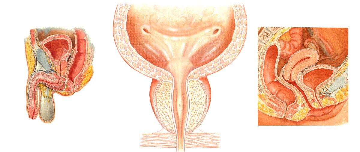 Cáncer de vejiga